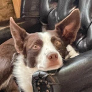 Meet your Posher, Kiarash